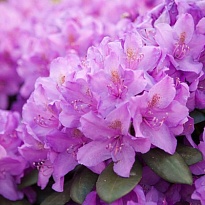 Рододендрон П. Д. М. Регал (ЗКС) 2л 1шт