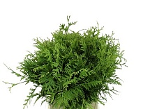 Конифеер (Туя)  пучок дл.40 1шт