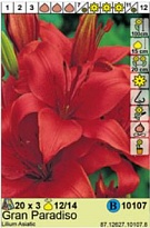 Лилия Гран Парадисо аз.12/14 3шт*