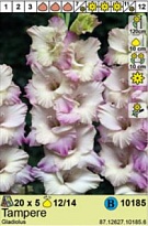 Гладиолус Тампере 12/14 5шт*