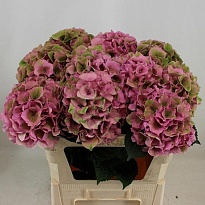 Гортензия Royal Palace Classic дл.65 d21 1шт