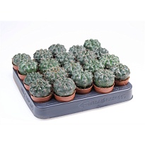 Кактус Гимнокалициум Балдианум d5 h9 20шт