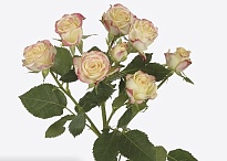 Роза кустовая Candelicious дл.40 10шт