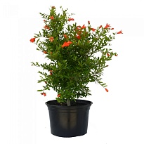 Гранат (Punica granatum) Нана d18 h75 1шт