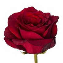 Роза J&j Explorer дл.60 25шт