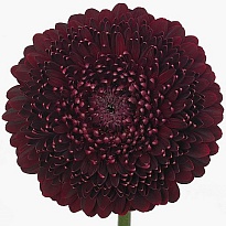 Гербера mini Pomponi Black Pearl 30шт