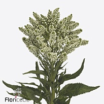 Вероника Media Smart Wave 10шт