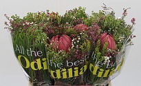 Протея Bouquet Medium 1шт
