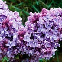 Сирень (Syringa) обыкновенная Катерина Хавемейер d9 h25-35 18шт
