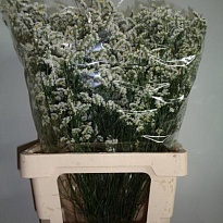 Лимониум Cool Diamond 5шт