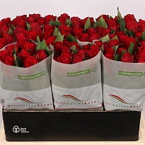 Роза Red Torch дл.60 10шт