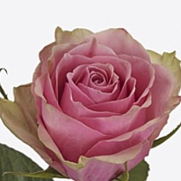 Роза Athena Royale дл.60 10шт