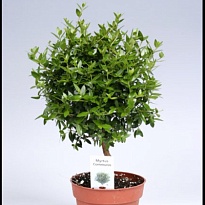 Мирт стем d15 h35 6шт