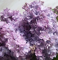 Сирень обыкновенная Маршал Конев/Цв.Кор