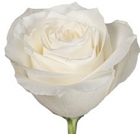 Роза Everflora Proud дл.35 10шт