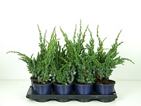 Можжевельник (Juniperus) чешуйчатый Мейери (KV) d13 h35-40 8шт