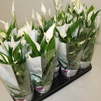 Спатифиллум Беллини d13 h40 9шт