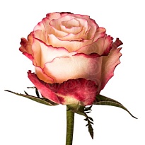 Роза Flor Hermosa Sweetness дл.60 25шт