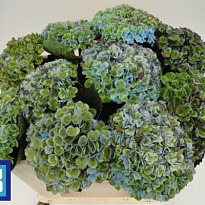 Гортензия Mag Revolution Classic дл.60 d17 1шт