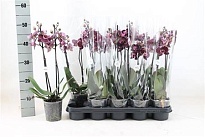 Орхидея Фален. Монпелье 2ст d12 h45 10шт