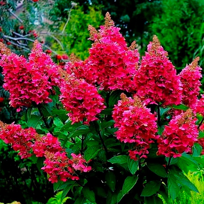 Гортензия (Hydrangea) метельчатая Мэджикал Везувио d9 18шт