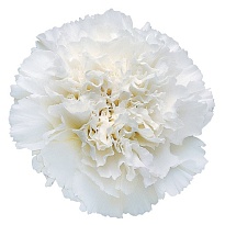 Гвоздика Fl Union -luis Yanchatipan White дл.SELECT 25шт