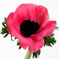 Анемона Mistral Plus Pink 10шт