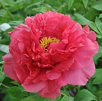 Пион Райзинг сан древовидный/Цв.Кор