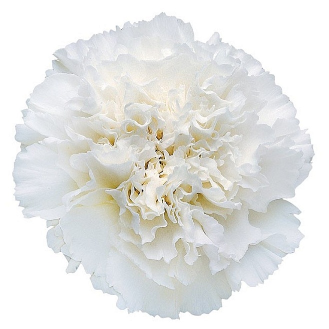 Гвоздика Fl Union -luis Yanchatipan White дл.SELECT 25шт