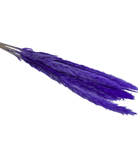 Камыш сухоцвет, 8шт, фиолетовый