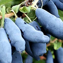 Жимолость Восторг/Цв.Кор