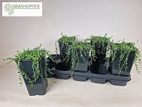 Сенецио Геррейна d14 h10 5шт
