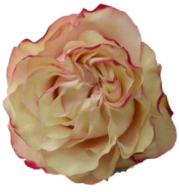 Роза Bella Роза S.a. Country Candy дл.60 25шт