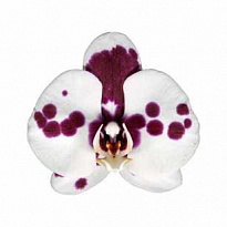 Орхидея Фален. Бенидорм 3 ст d12 h75 12шт