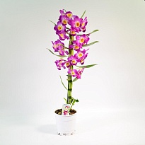Орхидея Дендробиум Акатсуки 1 ст d12 h55 6шт