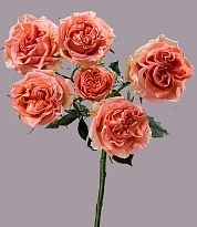 Роза куст. Tessa Fibonacci Aureus дл.50 10шт