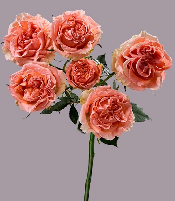 Роза куст. Tessa Fibonacci Aureus дл.50 10шт