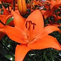 Лилия Az Tresor 3+ 10шт