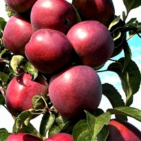 Яблоня колон. Созвездие/Цв.Кор. 1шт