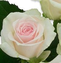 Роза Джовита одноголовая (МЦ) дл.60 10шт/уп