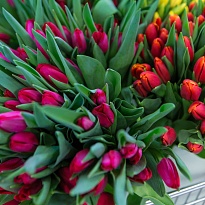 Тюльпан голландский, 30-35 гр, 50 шт/уп