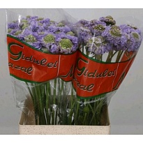 Скабиоза Lavender Scoop 10шт