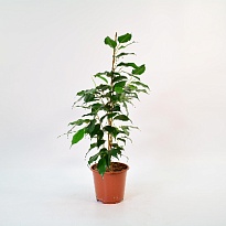 Фикус Даниель d14 h65 8шт