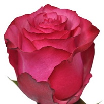 Роза Equinoxroses Lola дл.50 25шт