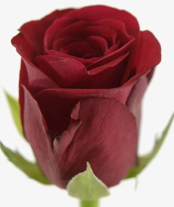 Роза Ultraflo Red Ribbon дл.40 10шт