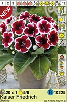 Глоксиния Кайзер Фридрих 5/6 1шт*