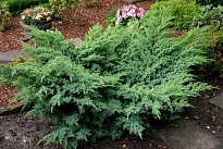 Можжевельник (Juniperus) виргинский Хетц d9 h15-20 18шт