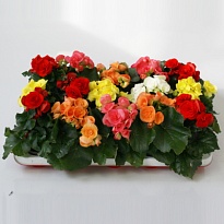 Бегония Элатиор микс (ЕТК) d12 10шт