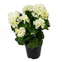 Герань в кашпо искусственная h38см белый 