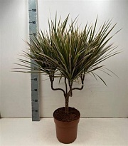 Драцена Биколор Канделябр d21 h80 1шт